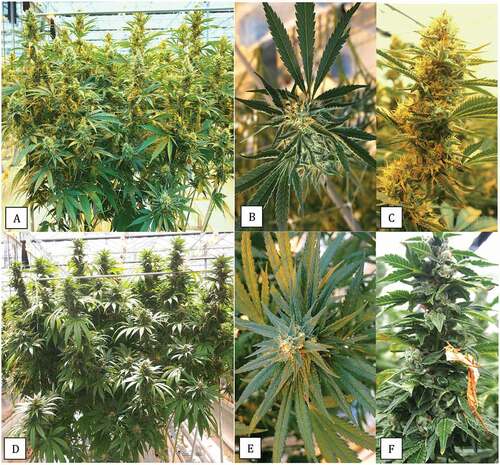 Fig. 14 (Colour online) Comparison of plant growth habit and bract leaf development on two strains of cannabis that differ in their response to Botrytis bud rot development. a, Strain ‘D. Bubba’ that shows flowering branches with fewer bract leaves at the top b, A top view of an individual inflorescence that shows the distribution of bract leaves emerging from the sides of the inflorescence. c, A side view of the same inflorescence showing the scarcity of bract leaves. d, Strain ‘Pink Kush’ showing an abundance of bract leaves on flowering branches that progress all the way to the top. e, A top view of an individual inflorescence that shows the distribution of bract leaves emerging from the sides of the inflorescence. f, A side view of the same inflorescence showing an abundance of bract leaves. This strain develops a more consistent and higher level of bud rot compared to strain ‘D. Bubba’