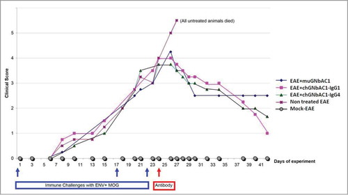 Figure 4. MSRV-Env experimental allergic encephalitis (EAE). Clinical scores in mock EAE negative controls, untreated EAE positive controls, mice treated with mu-GNbAC1, mice treated with ch-GNbAC1-IgG1 and mice treated with ch-GNbAC1-IgG4.