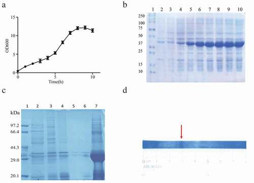 Figure 1. The production of SA-hGM-CSF. (a) The OD600 values of ferment medium and the relative expression of SA-hGM-CSF. (b) The optimization of induction time. 1: Marker; 2 ~ 10: The expression of SA-hGM-CSF after 1 ~ 9h. (c) The identification of inclusion bodies after washing. 1:marker; 2 ~ 6: The supernatant liquid of the inclusion body after washing with A,B,C,D,E buffer respectively; 7: The lysis buffer of the inclusion body. (d) The location of the SA-hGM-CSF protein in the isoelectric focusing electrophoresis.