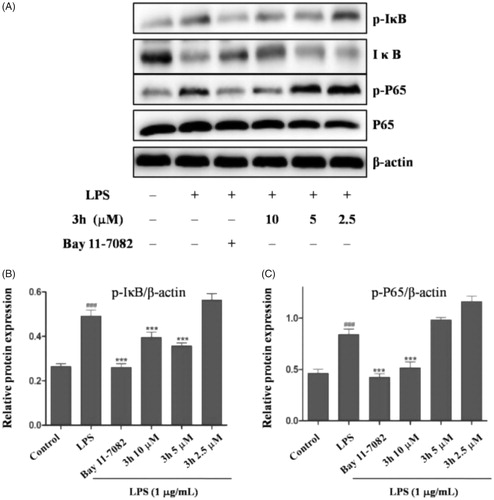 Figure 6. Compound 3h inhibited LPS-induced activation of NF-κB signalling pathway in RAW 264.7 cells. RAW 264.7 cells were pretreated with compound 3h at concentration of 10, 5, and 2.5 μM for 1 h and treated with LPS (1 μg/mL) for 24 h. (A) Proteins expression were detected by Western blotting analysis. (B and C) Semi-quantitative statistical graph of p-IκB, IκB and p-P65 protein expressions in various groups. Bay 11-7082 was positive control and β-actin was used as loading control. ###p<.001 compared with control group; ***p<.001 compared with LPS treated group.