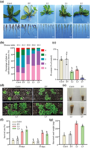Figure 4. Effect of PbChia1 overexpression in Arabidopsis on its resistance to P. brassicae. (a) Phenotype of PbChia1 overexpression transgenic plants inoculated with P. brassicae for 21 d, scale bar = 1 cm. (b) Phytopathological analysis of Col-0 and transgenic plants. The percentages of plants in individual disease classes are shown. For each treatment, 40 Arabidopsis plants were analysed. (c) qPCR was used to examine the pathogen content in Col-0 and transgenic plants infected with P. brassicae. Statistical analysis was performed by one-way ANOVA with Tukey’s test (significance set at P ≤ 0.05). Different letters (a, b and c) indicate significant differences. n = 4 biological replicates; data are shown as mean ± s.D. (d) Phenotype of Col-0 and transgenic plants inoculated with P. brassicae for 30 d. Each flat was grown with 40 plants, and the seeds of surviving plants were harvested into a tube (e). (f) Survival rates of Col-0 and PbChia1 transgenic plants infected with P. brassicae for 30 d and 55 d. A total of 40 plants were analysed. (g) Weights of seeds from Col-0 and transgenic plants inoculated with P. brassicae. Statistical analysis was performed by one-way ANOVA with Tukey’s test (significance set at P ≤ 0.05). Different letters represent significant differences. n = 3 biological replicates; data are shown as mean ± s.D. All experiments in this figure were repeated three times with similar results.