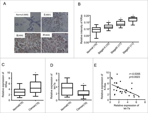 Figure 1. Let-7a was downregulated in breast cancer and inversely correlated with KRas levels. (A) Representative examples of immunohistochemical staining for KRas in each of the clinical stages of breast cancers as indicated. (B) Quantification of KRas relative immunostaining intensity for each clinical stage of breast cancers. Data is shown as mean ± SEM for N as indicated in the figure in parenthesis as shown. (C) Relative expression levels of KRas mRNA in breast specimens. KRas abundance was normalized to 18S rRNA. Data is shown as mean ± SEM for N as indicated in the figure in parethesis as shown. (D) Relative expression levels of let-7a in human breast specimens. Let-7a(miRNA) levels were measured by TaqMan stem-loop qRT-PCR. U6 was used as the control. (E) Let-7a and KRas were inversely correlated in human breast cancers(r = −0.5355, p = 0.0023).
