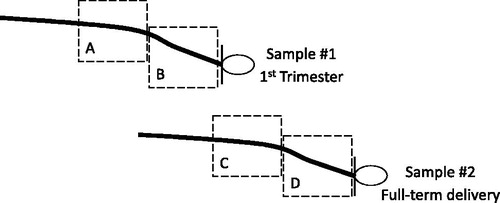 Figure 1 : Diagram showing the four hair segments used in analyses. Dashed boxes indicate segments on each hair sample used in analyses: (A) 3–6 cm from the scalp on hair sample 1 reflecting the preconception period, (B) 3 cm from the scalp on hair sample 1 reflecting the 1st trimester, (C) 3–6 cm from the scalp on hair sample 2 reflecting the 2nd trimester, and (D) 3 cm from the scalp on hair sample 2 reflecting the 3rd trimester.