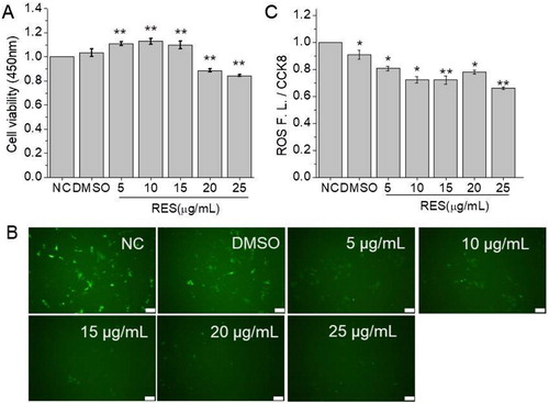 Figure 2. The effect of resveratrol on cell viability and ROS production after 48 h treatment at the concentration of 5, 10, 15, 20, and 25 µg/mL, respectively. (A) Cell viability detected by CCK8 assay. (B) Fluorescent images of BMSCs stained with ROS test kit (Scale bar: 100 µm). (C) Relative fluorescent intensity of ROS detected by a multifunctional microplate reader. (* means p < 0.05, ** means p < 0.01, compared to NC).