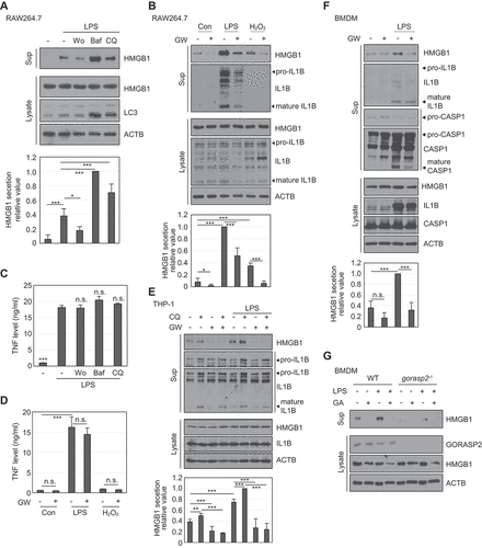 Figure 8. HMGB1 secretion is regulated by autophagy-mediated secretion in macrophages. (A) RAW264.7 cells were pretreated with 100 nM Wo, 20 nM Baf, 20 μM CQ for 2 h, and treated with 250 ng/mL LPS for 24 h. WCLs and supernatants were immunoblotted with anti-HMGB1, anti-LC3, and anti-ACTB antibodies. (B) RAW264.7 cells were pretreated with 2 μM GW (GW4869) for 2 h and treated with 250 ng/mL LPS and 50 μM H2O2 for 24 h. WCLs and supernatants were immunoblotted with anti-HMGB1, anti-IL1B, and anti-ACTB antibodies. (C) RAW264.7 cells were pretreated with 100 nM Wo, 20 nM Baf, 20 μM CQ for 2 h, and treated with 250 ng/mL LPS for 24 h. TNF levels were measured in the culture supernatants by ELISA. All results were compared to those of LPS treatment alone. (D) RAW264.7 cells were pretreated with 2 μM GW4869 for 2 h and then treated with 250 ng/mL LPS and 50 μM H2O2 for 24 h. TNF level in the supernatants was measured by ELISA. (E) THP-1 cells were pretreated with 2 μM GW4869 for 2 h and treated with 20 μM CQ and 300 ng/mL LPS for 24 h. WCLs and supernatants were immunoblotted with anti-HMGB1, anti-IL1B, and anti-ACTB antibodies. (F) BMDMs were pretreated with 2 μM GW4869 for 2 h, and treated with 250 ng/mL LPS for 24 h. WCLs and supernatants were immunoblotted with anti-HMGB1, anti-IL1B, anti-CASP1, and anti-ACTB antibodies. (G) WT BMDM and gorasp2−/- BMDM cells were pretreated with 0.5 μM GA for 2 h and treated with 250 ng/mL LPS for 24 h. WCLs and culture supernatants were immunoblotted with anti-GORASP2, anti-HMGB1, and anti-ACTB antibodies. Culture supernatants were concentrated with Centricon filters. Data are presented as the mean ± SEM from at least three independent experiments. n.s: not significant, *p < 0.05, **p< 0.01, ***p < 0.001, one-way ANOVA followed by Tukey honestly significant difference posthoc test for multiple comparisons