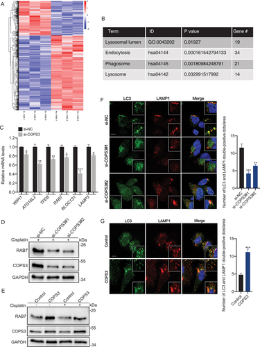 Figure 3. COPS3 promotes fusion of the autophagosome and the lysosome by induction of RAB7. (A) Clustered heatmap of DEGs acquired by RNA sequencing in 143B cells transfected with either control or COPS3 siRNA and treated with cisplatin for 24 h (3 μM). (B) Autophagy-related terms enriched by DEGs. (C) qRT-PCR analysis of the levels of autophagy-related and lysosomal genes in 143B cells transfected with COPS3 siRNA and treated with cisplatin for 24 h (3 μM). Data are presented as mean ± SEM of triplicates. *p < 0.05, **p < 0.01, *** p < 0.001. (D) Western blotting analysis of RAB7 levels in 143B cells transfected with COPS3 siRNAs and treated with cisplatin for 24 h (3 μM). (E) Western blotting analysis of RAB7 levels in Saos-2 cells transfected with COPS3 overexpression vector with or without cisplatin treatment for 24 h (5 μM). (F) Immunofluorescence analysis of the distribution of autophagosomes (LC3), lysosomes (LAMP1), and autolysosomes (LC3- and LAMP1-colocalized dots) in 143B cells transfected with COPS3 siRNAs and treated with cisplatin for 24 h (3 μM). The number of LC3 and LAMP1 double positive-dots per area was quantified (n = 5). Data are presented as mean ± SEM. **p < 0.01, *** p < 0.001. Scale bar: 10 μm. (G) Immunofluorescence analysis of the distribution of autophagosomes (LC3), lysosomes (LAMP1), and autolysosomes (LC3- and LAMP1-colocalized dots) in Saos-2 cells transfected with COPS3 overexpression vector and treated with cisplatin for 24 h (5 μM). The number of LC3 and LAMP1 double positive-dots per area was quantified (n = 5). Data are presented as mean ± SEM. *** p < 0.001. Scale bar: 10 μm.