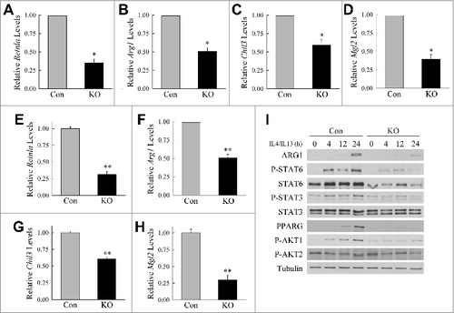 Figure 3. Atg5-deficient macrophages undergo decreased M2 polarization. (A to D) Relative mRNA levels of Retnla, Arg1, Chil3, and Mgl2 in BMDM from littermate control (Con) and atg5myeΔ knockout (KO) mice 12 h after treatment with IL4 and IL13 (n = 4). (E to H) Relative mRNA levels of Retnla, Arg1, Chil3, and Mgl2 in control and knockout BMDM 24 h after treatment with IL4 and IL13 (n = 6 to 12). All data are presented as the mean ± SEM. *P < 0.01 and **P < 0.00001 vs. control BMDM. (I) Immunoblots of total protein isolates from control and knockout BMDM treated with IL4 and IL13 for the number of hours shown and probed for the indicated total and phosphorylated (P-) proteins.