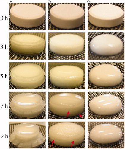 Figure 1. Physical appearance of CMS- (high amylose content) based tablets with different DS incubated in SGF for different time (Lemieux et al., Citation2009). (A): High amylose starch (HAS) without carboxymethylation (DS 0); (B): CMS with a DS of 0.09 (DS 0.09); and (C): CMS with a DS of 1.23 (DS 1.23). Reprinted from International Journal of Pharmaceutics, Vol. 382, Lemieux M, Gosselin P, Mateescu MA, Carboxymethyl high amylose starch as excipient for controlled drug release: mechanistic study and the influence of degree of substitution, pp. 172–182, Copyright (2009), with permission from Elsevier.