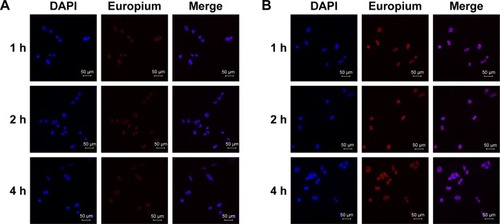 Figure 2 In vitro cellular uptake of (A) pemetrexed and (B) liposomal pemetrexed in MCF-7 breast cancer cells examined using a confocal microscope. Nuclei were stained with DAPI (blue). Pemetrexed was labeled with europium (red). Scale bars represent 50 μm.Abbreviation: DAPI, 4′,6-diamidino-2-phenylindole dihydrochloride.