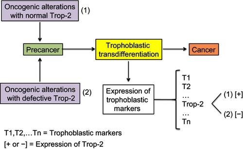 Figure 4 Expression of the trophoblastic Trop-2 biomarker in cancer cells.Notes: Both overexpression and, in a few cases, nonexpression are observed in carcinogenesis. Overexpression of Trop-2 is assumed to result from the putative trophoblastic-like transdifferentiation and subsequent activation of the TACSTD2 gene. Nonexpression simply means that the TACSTD2 gene is defective or epigenetically silenced, while the other trophoblastic biomarkers should logically be expressed. Trop-2 typically promotes and less frequently restricts cancer progression, depending on the histotype.