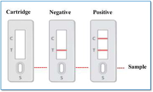 Figure 3. The immunochromatographic method as a rapid diagnosis of COVID-19 [Citation63].