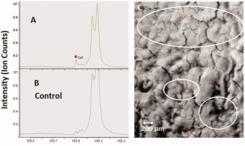 Figure 7. ToF-SIMS spectra (A,B) and ion image (C) from a liver tissue section of the liver exposed to 3.0 mg/m3 CeO2 NP at 24-month time point (1000 × 1500 µm). (A): CeO2 NP specific agglomerates represented by the CeO + ion, which were not observed in unexposed liver tissue samples (B). (C): The reconstructed ion overlay image (1000 × 1500 µm) of CeO2 agglomerates in red. White circles show areas, where predominantly CeO2 NM localize in the liver section.