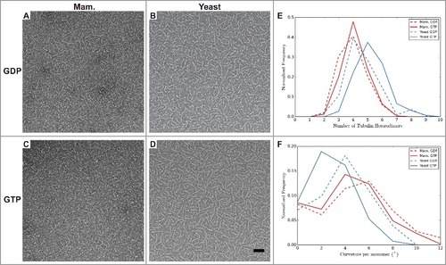 Figure 3. Analysis of tubulin oligomers reveals differences outside the MT lattice that may contribute to distinct dynamic instability properties of mammalian and yeast MTs. A-D) Negative stain images of (A-B) GDP and (C-D) GTP bound oligomers for (A and C) mammalian, and (B and D) yeast tubulin sources. Quantification of oligomer length (E) and curvature (F) for manually traced oligomers. The number of tubulin dimers in the mammalian oligomers does not change with nucleotide, unlike for the yeast oligomers, which are longer when GTP-bound. The majority of yeast oligomers are less curved when GTP-bound than when GDP-bound, unlike the mammalian tubulin (Mann-Whitney test p < 1 × 10−5 between mammalian and yeast GTP-bound oligomers, and Mann-Whitney test p < 1 × 10−3 between mammalian and yeast GDP-bound oligomers). Scale bar 50 nm. n > 200 for each condition.