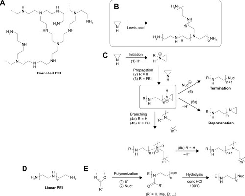 Figure 1 (A) Molecular structure of branched PEI. (B) Polymerization of aziridine to branched PEI. (C) Mechanism of the cationic ring-opening polymerization of aziridine. (D) Molecular structure of linear PEI. (E) Synthesis of linear PEI from substituted 2-oxazolines. Reproduced from Jäger M, Schubert S, Ochrimenko S, Fischer D, Schubert US. Branched and linear poly(ethylene imine)-based conjugates: syn thetic modification, characterization, and application. Chem Soc Rev. 2012;41(13):4755–4767. With permission of The Royal Society of Chemistry.Citation5Abbreviations: PEI, polyethylenimine; conc, concentrate.