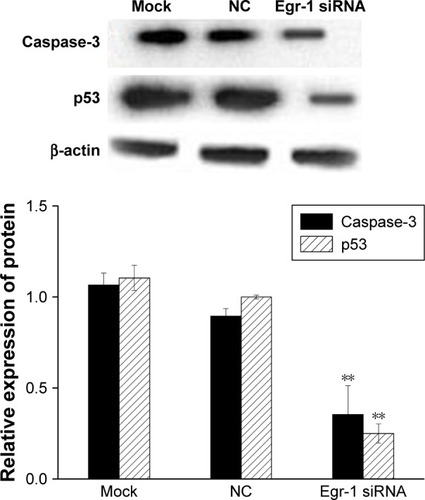 Figure 8 The effect of Egr-1 on expression of p53 and caspase-3 protein in HepG2 cells.