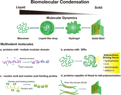 Figure 1. Mechanisms of biomolecular condensation. monomers assemble into different material status condensates, including liquid-like drops, hydrogel, or solid-fibril, of which the fluidity gradually decreases (up panel). Molecules involved in biomolecular condensation include (a) proteins with multiple modular domains, (b) proteins with intrinsically disordered regions (IDRs), (c) nucleic acids, nucleic acid-binding proteins, (d) proteins capable of head-to-tail polymerization. The condensation was driven by intermolecular forces, including hydrophobic, π-π, electrostatic, and cation-π interactions, which are listed in the yellow box.