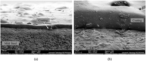 Figure 6. Cross Section SEM micrograph of the sample GPHC26 (a) at 100× of magnification and (b) at 500× of magnification.
