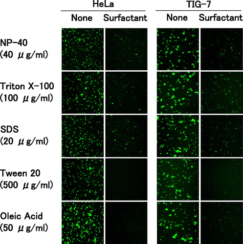 Fig. 4. Competition between oleic acid and surfactants for binding to the cell surface.Notes: HeLa and TIG-7 cells were pre-incubated with the surfactant indicated, added with fluorescein-labeled oleic acid, and observed under a fluorescence microscope as described in Materials and Methods.