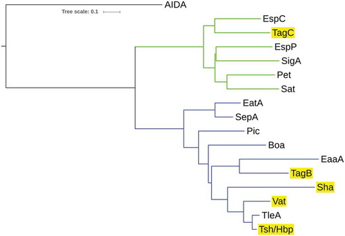 Figure 2. Phylogenetic analysis of new SPATEs identified in the QT598 genome.The evolutionary history of passenger domains of QT598 SPATEs (highlighted in yellow) as well as other characterized SPATEs was inferred using the Neighbor-Joining method [Citation98]. The optimal tree with the sum of branch length = 8.78918031 is shown. The tree is drawn to scale, with branch lengths in the same units as those of the evolutionary distances used to infer the phylogenetic tree. The evolutionary distances were computed using the JTT matrix-based method [Citation99] and are in the units of the number of amino acid substitutions per site. The analysis involved 17 amino acid sequences. All positions containing gaps and missing data were eliminated. There were a total of 723 positions in the final dataset. Evolutionary analyses were conducted in MEGA6 [Citation85]. Multiple sequence alignment was performed by Clustal W, and the tree was constructed using the Mega6 software with PhyML/bootstrapping. A cluster of cytotoxic SPATEs (class 1) comprise the green branches, while immunomodulator SPATEs (class 2) are in blue branches. DNA regions encoding SPATE protein sequences are available in NCBI database as follows: EspC, GenBank Accession No. AAC44731, TagB and TagC, MH899681; EspP, NP_052685; SigA, AF200692; Pet, SJK83553; Sat, AAG30168; EatA, CAI79539, SepA, Z48219; Pic, ALT57188; Boa, AAW66606; EaaA, AAF63237; Sha, MH899684; Vat, MH899682; TleA, KF494347; Tsh/Hbp, MH899683.