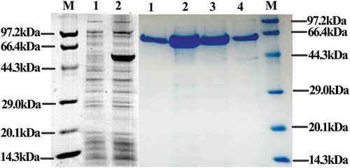 Figure 1. Expression and purification of recombinant trehalose-6-phosphate synthase (TPS).