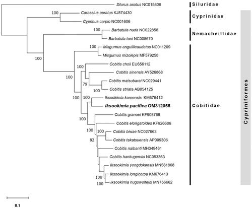 Figure 1. Phylogenetic tree of maximum likelihood (ML) method based on the nucleotide sequences of 13 PCGs and 2 rRNAs of 17 Cobitid species, including I. pacifica (OM312055), two families belonging to order Cypriniformes, and one Siluriformes species. Bootstrap support values based on 1,000 replicates are displayed on each node as >70.