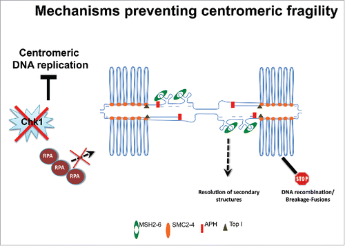 Figure 1. Structural and regulatory features of centromeric DNA. DNA loops form on centromeric chromatin in the presence of condensins and topoisomerase I. Centromeric repeats might form secondary structures on unwound ssDNA at replication forks, attracting MSH2 /6 proteins, which might be required to resolve them. This topological arrangement limits the formation of extensive ssDNA regions and RPA hyper-loading preventing activation of ATR, facilitating centromeric DNA replication.
