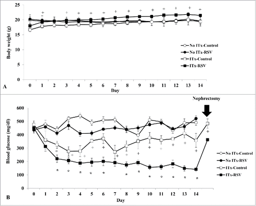 Figure 1. Changes of body weight (A) and non-fasting blood glucose level (B) without and after islet transplantation (ITx) in STZ-induced diabetic mice. (A) Since islet transplantation (ITx), the mean value of body weight was significantly higher in the ITx group (ITx-RSV) than that of the control (ITx-Control) group after day 7 with ITx. + P < 0.05, ITx-Control vs. ITx-RSV group. (B) Non-fasting blood glucose level was significantly decreased with ITx-RSV treatment during the observation period of 14 days than those other three groups. Data are expressed as mean ± SE (n = 6 in each group). * P < 0.05 vs. other three groups; + P < 0.05 vs. ITx-RSV group.