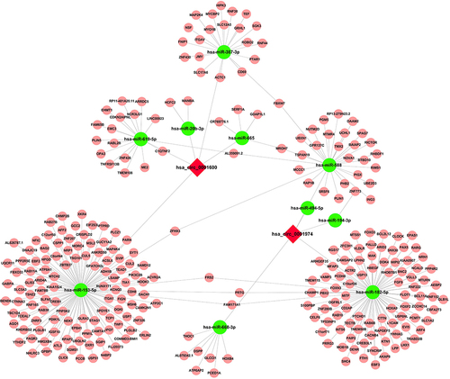 Figure 4 Prediction of hsa_circ_0001600 and hsa_circ_0001974 -miRNA-mRNA interaction network. Predictions were made about the interaction of circRNAs and miRNAs using TargetScan and miRanda software, while the interaction between miRNA and mRNA was predicted using DIANA software.