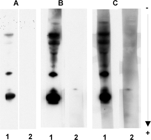 Figure 3.  Effects of dried cow milk concentrations on both specific and side reactions. The conditions of the analyses were the same as panel C in Figure 2, except that the concentration of dried cow milk added to PBST for the incubation with the secondary antibody preparation was: (A) 5% (w/v); (B) 3% (w/v); and (C) 1% (w/v). Reactions were recorded using the SuperSignal West Dura Extended Duration® 25 substrate.