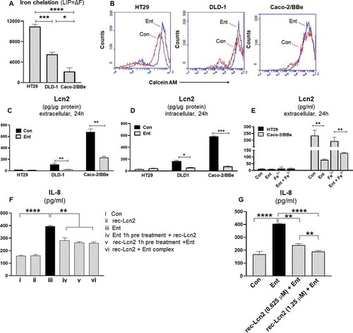 Figure 5. Ent treatment dampens Lcn2 secretion and host Lcn2 also impedes iron chelation property of Ent. HT29, DLD-1, and Caco-2/BBe cells were incubated with 0.5 μM calcein-AM for 15 min and then treated with iron-free or iron-bound Ent (0–25 µM) for 3 h in serum-free media supplemented with 1% penicillin-streptomycin. After washing, iron chelation (LIP = ΔF) was quantitated by ﬂow cytometry. (a) Bar graphs represent the iron chelation in HT29, DLD-1, and Caco-2/BBe cells after 3 h of iron-free Ent (0–25 µM) treatment. (b) Histograms represent the flow cytometric analysis of intracellular iron chelation in control (vehicle treatment, red) and Ent treated intestinal epithelial cells (blue). (c-d) HT29, DLD-1 and Caco-2/BBe cell monolayers were incubated with Ent (0–25 µM) for 24 h and culture supernatants were collected and assessed for (c) extracellular Lcn2 secretion and (d) intracellular Lcn2 by ELISA and normalized with the protein concentration. (e) The monolayers of HT29 and Caco-2/BBe cells were incubated overnight with Ent (25 µM), FeCl3 (Fe3+) or Ent with an equimolar concentration of FeCl3 and supernatants were analyzed for Lcn2. (f) HT29 monolayers were pre-incubated with either (i) Ent (25 µM, 1 h) or (ii) rec-Lcn2 (0.625 µM, 1 h) and then treated with either rec-Lcn2 or Ent or Ent+ rec-Lcn2 complex for 24 h in serum-free media supplemented with 1% penicillin-streptomycin in subsequent wells and supernatants were assayed for IL-8 via ELISA. (g) HT29 monolayers were pre-incubated with rec-Lcn2 (0.625 and 1.25 µM, 1 h) and then treated with Ent (25 µM) for 24 h in serum-free media supplemented with 1% penicillin-streptomycin in subsequent wells and supernatants were examined for IL-8 via ELISA. In vitro assays were performed in triplicates and data represented as mean ± SEM. * p < .05, **p < .01,*** p < .001 and **** p < .0001