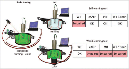 Figure 2 Isolating the two learning systems. After composite operant training (see Fig. 1C), the flies are tested either for the turning preference or for their color preference with the heat permanently switched off. Turning preference (self-learning test) is measured in a constant stimulus situation; color preference (world-learning test) is measured in the flight simulator mode described in Figure 1A. WT, Wildtype flies; cAMP, mutant flies of the strain rut2080 affecting a type I adenylyl cyclase; MB, Compromised mushroom-body function be expressing tetanus neurotoxin light chain specifically in the Kenyon cells of the mushroom-bodies; WT 16 min, Wildtype flies trained for 16 minutes instead of the regular eight minutes.