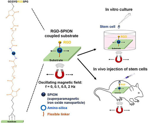 Figure 14 Remote control of multimodal ligand oscillations was used to regulate the adhesion and differentiation of stem cells by altering the oscillation frequency of the magnetic field.