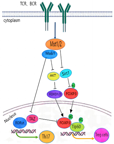 Figure 3 Hippo signaling regulates Th17 and Treg differentiation.