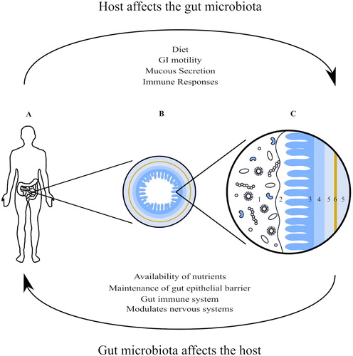Figure 1. Anatomy of the gastrointestinal tract; the myenteric plexus (6), a part of the enteric nervous system, sits between the two layers of smooth muscle that form the muscularis (5). The gut microbiota live in and on the mucous layer (2) that covers the mucosa (3) as well as within the lumen of the gastrointestinal tract (1). The gut microbiota affect and are effected by the enteric, autonomic and central nervous systems as well as being effected by the life style of the host through a variety of mechanisms. (A) The position of the small and large intestines in the human body; (B) an enlarged cross section of the small intestine; (C) a magnification of B. (1) Gut microbiota in the GI lumen; (2) mucous layer; (3) mucosa; (4) submucosa; (5) muscularis; (6) myenteric plexus.