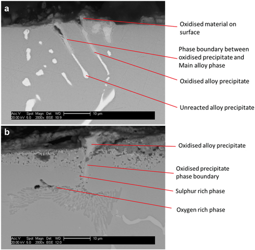 Figure 1. (a) MarM 509 exposed at 700 °C in air for 100 hours with no deposit. (b) MarM 509 exposed at 700 °C for 100 hours in 8.5 vol.% O2, 10.5 vol.% CO2, 5 vol.% H2O and 90 ppm SOx with 80/20 Na2SO4/K2SO4 at 1.5 µg/cm2/h [Citation4].