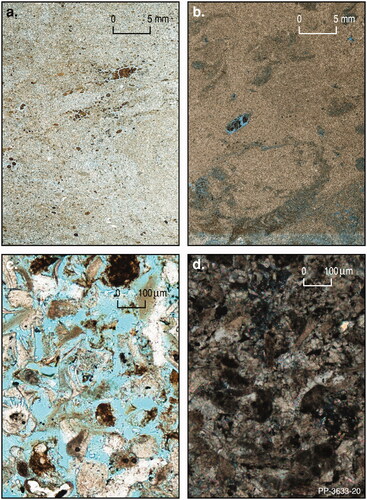 Figure 18. Comparison of Port Campbell Limestone bioclastic grainstone from Nullawarre 3. Blue resin indicates porosity. Nullawarre 3 core 1 (a) and core 2 (b) (Figure 14). Both samples show porous bioturbation traces and spreite, but the carbonate of core 1 has much less cementation and higher porosity than the grainstone in core 2. Microstructures of the bioclastic grainstones in core 1 has high moldic porosity (c) and core 2 is indurated by calcite cements (d) in Nullawarre 3.