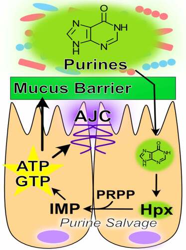 Figure 2. Purine metabolism promotes barrier function. Hypoxanthine from the microbiota is salvaged for energy and nucleotide biosynthesis in the colon. This energy and nucleotide source fuels cytoskeletal support of the apical junction complex and drives mucin generation (AJC, apical junction complex; IMP, inosine monophosphate; Hpx, hypoxanthine; PRPP, phosphoribosyl pyrophosphate; ATP, adenosine triphosphate; GTP, guanosine triphosphate)
