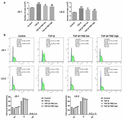 Figure 3. TMZ impedes proliferation and aggravates cell cycle arrest in TGF-β-triggered hepatic stellate cells. (a) Cell counting method to detect proliferation of JS-1 and LX-2 cells. (b) Flow cytometry detection of JS-1 and LX-2 cell cycles. *P < 0.05 and ***P < 0.001 vs. control; #P < 0.05, ##P < 0.01 and ###P < 0.001 vs. TGF-β.