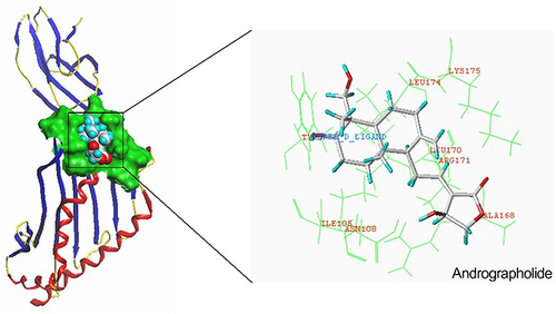 Figure 13 Molecular docking of andrographolide with AZGP1. Schematic diagram of binding of andrographolide with AZGP1 (total score = 7.0941).