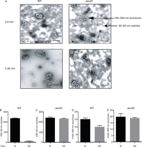 Fig. 1.  The END3 gene is essential for the glucose-induced decline of small vesicles in the extracellular fraction. A, wild-type and Δend3 cells were glucose starved and re-fed with glucose for 30 min. Total extracts were obtained and centrifuged at 3,000×g for 5 min and then at 200,000×g for 2 hours. The 200,000×g pellet fraction was resuspended in PBS buffer, fixed, stained with uranyl acetate and visualized by TEM. Bars: 200 nm. B and C, quantification of the number of 30–50 nm small vesicles per µm2 before and after glucose addition in wild-type (B) and Δend3 (C) cells. D and E, quantification of the number of 100–300 nm large structures per µm2 before and after glucose addition in wild-type (D) and Δend3 (E) cells. TEM experiments were performed 3 times and images from 3 micrographs were used to obtain means and SD.