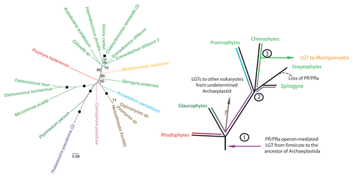 Figure 1 Maximum likelihood (ML) analysis of eukaryotic pyruvate formate lyase (on the left) reveals unique inter-kingdom relationships. RAxML version 7.2.6,28 was used to construct all phylogenetic analyses under the Le and Gascuel (LG)29 amino acid substitution model plus gamma model of rates across sites (denoted PROTGAMMALGF in RAxML). Bootstrap support for bipartitions was estimated from 100 bootstrap replicates and mapped onto the best scoring ML tree (obtained from 20 heuristic search replicates). Branches with 100% bootstrap support are denoted with a black circle, unlabelled branches have support values less than 50%. Organism classifications are indicated in colour: viridiplantae (light green), diatom (purple), amoebozoan (orange), fungi (brown), rhodophyte (red), glaucophyte (pink), icthyosporean (blue) and haptophyte (dark green). The bracketed number represents the number of taxa not displayed. (On the right) Hypothesis for the origin of eukaryotic PFL/PFLAE and its transfer amongst eukaryotes. 1) Operon-mediated transfer of PFL/PFLAE from a firmicute-like bacteria in the common ancestor of Archaeplastida. and subsequent evolution of the eukaryotic PFL over speciation events (purple line). 2) Divergence of the main lineages of green algae and higher plants. 3) Further evolution of the green lineages gave rise to distinct types of PFL/PFLA in the prasinophytes (blue), chlorophytes (green) and early-branching streptophytes (grey). We propose that Mastigamoeba received PFL/PFLAE from a chlorophyte alga while chytrid fungi and other eukaryotes likely acquired the enzymes from a currently unidentified extant or ancestral Archaeplastids.