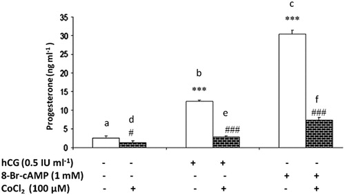 Figure 1. The effect of cobalt chloride (CoCl2) on basal, human chorionic gonadotropin (hCG), and 8-bromoadenosine cAMP (8-Br-cAMP)-induced progesterone production by MA-10 cells. Bars represent mean ± SEM of six replicates (n = 6). ***Indicate p < 0.001 of b and c with respect to a; ###Indicate p < 0.001 between b-e and c-f.