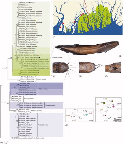 Figure 1. (A) Collection locality map of P. canius in Sundarbans, Eastern India. (B) Lateral view of P. canius (C) Dorsal view of head (D) Ventral view of head (E) Pelvic and anal fins (F) Neighbor-joining tree of Plotosus species shows high genetic variability of P. canius (Green color shade) and P. lineatus (Blue color shade) specific to the different geographical locations. The mtCOI sequence of Cephaloscyllium silasi (family Scyliorhinidae) was used as an out-group in the phylogeny (G) Median-joining network shows 21 different haplotypes and distant populations of P. canius from India in comparison with Southeast Asia. Haplotypes are shown in different color circles that are also superimposed in the phylogeny.