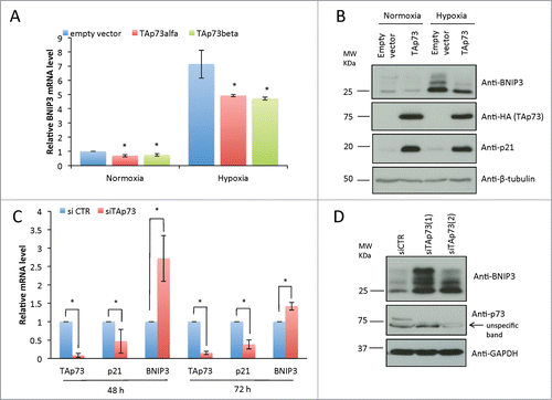 Figure 2. TAp73 inhibits BNIP3 expression in non-small cell lung carcinoma cell line. (A, B) H1299 cells were transfected with HATAp73-alfa for 24h. Cells were subjected to hypoxia for 8h before lysis. (A) BNIP3 mRNA level was analyzed by qPCR. Data is reported as mean ± s.d., n = 3 independent experiments for hypoxia, n = 5 for normoxia. (B) Protein level of BNIP3, HATAp73 and p21 was analyzed by WB. (C) BNIP3 mRNA level was analyzed by qPCR after TAp73 knockdown in H1299 for 48h or 72h. n = 3. (D) Protein level of BNIP3 and p73 after 48h of TAp73 knockdown was analyzed by WB. (A, C) Relative expression of genes was normalized against TBP and calculated as fold induction. Data is reported as mean ± s.d. *P < 0.05 (Student's T-test). (B, D). Figure shows a representative replicate of 3 independent experiments.
