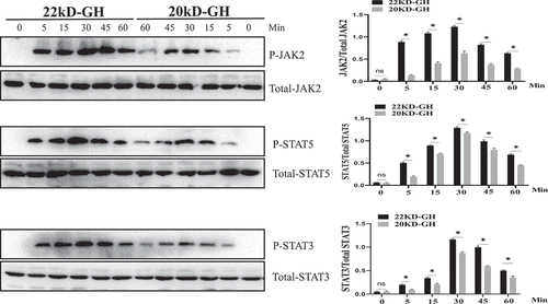 Figure 5. Time-course of JAK2/STATs phosphorylation induced by 22 kD-GH or 20 kD-GH. The cells were treatment with 20 nM 20 kD-GH or 22 kD-GH for the indicated time points. The proteins form cell samples were then prepared, and subjected to SDS-PAGE, Western blot analyses were then performed as described as in the Materials and Methods section. Densitometry data for p-JAK2, and p-STATs were normalized to that of non-phosphorylated JAK2 and STAT5/3. Data are presented as mean ± standard deviation (SD). The asterisk indicates that the phosphorylation level is significantly different.
