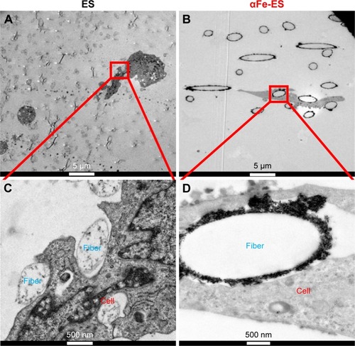 Figure 8 The nano interface provided better adhesion sites for the cells. High magnification TEM images of ADSCs after 7 days’ culture on the scaffolds, (A and C) ES, (B and D) αFe-ES. A few αFeNPs were seen inside the cells.Abbreviations: αFeNP, hydrophilic hematite nanoparticle; αFe-ES, αFeNPs-assembled electrospun scaffold; ADSC, adipose-derived stem cell; ES, untreated electrospun scaffold; TEM, transmission electron microscopy.