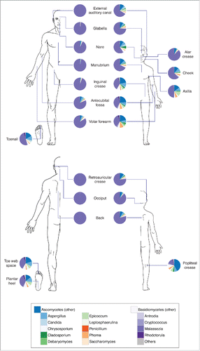 Figure 1. Composition of skin fungal communities distributed over various skin sites and in different age groups. Phylum- and genus-level classification of fungi colonizing skin of healthy adults (left, age 18–39 years) and children (right, age 8–13 years). Data adapted from Ref.Citation27.