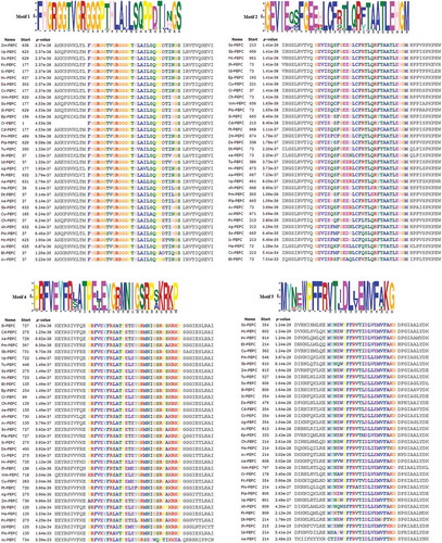 Figure 8. Sequence-specific MEME conserved motifs for PEPC proteins.