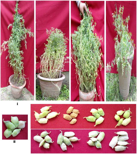 Figure 2. (i) Variations in plant height compared to control showing semi-erect, high yielding, bushy and dwarf mutants respectively, (ii) variations in pods size and shape in control and mutagen treated plant placed increasing concentrations wise in upper row for MMS and lower for MMS + DMSO