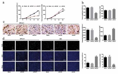Figure 8. Overexpression of miR-877 inhibits LC cell growth in vivo. (a). Relative tumor volume in each group; (b). Relative tumor weight in each group; (c). Relative positive rate of Ki67 in tumor cells by immunohistochemistry; (d). Representative images of TUNEL-positive rate in mouse tumors. Compared to the miR-NC group, * p < 0.05, ** p < 0.01, n = 5. miR-877, microRNA-877; LC, lung cancer; NC, negative control